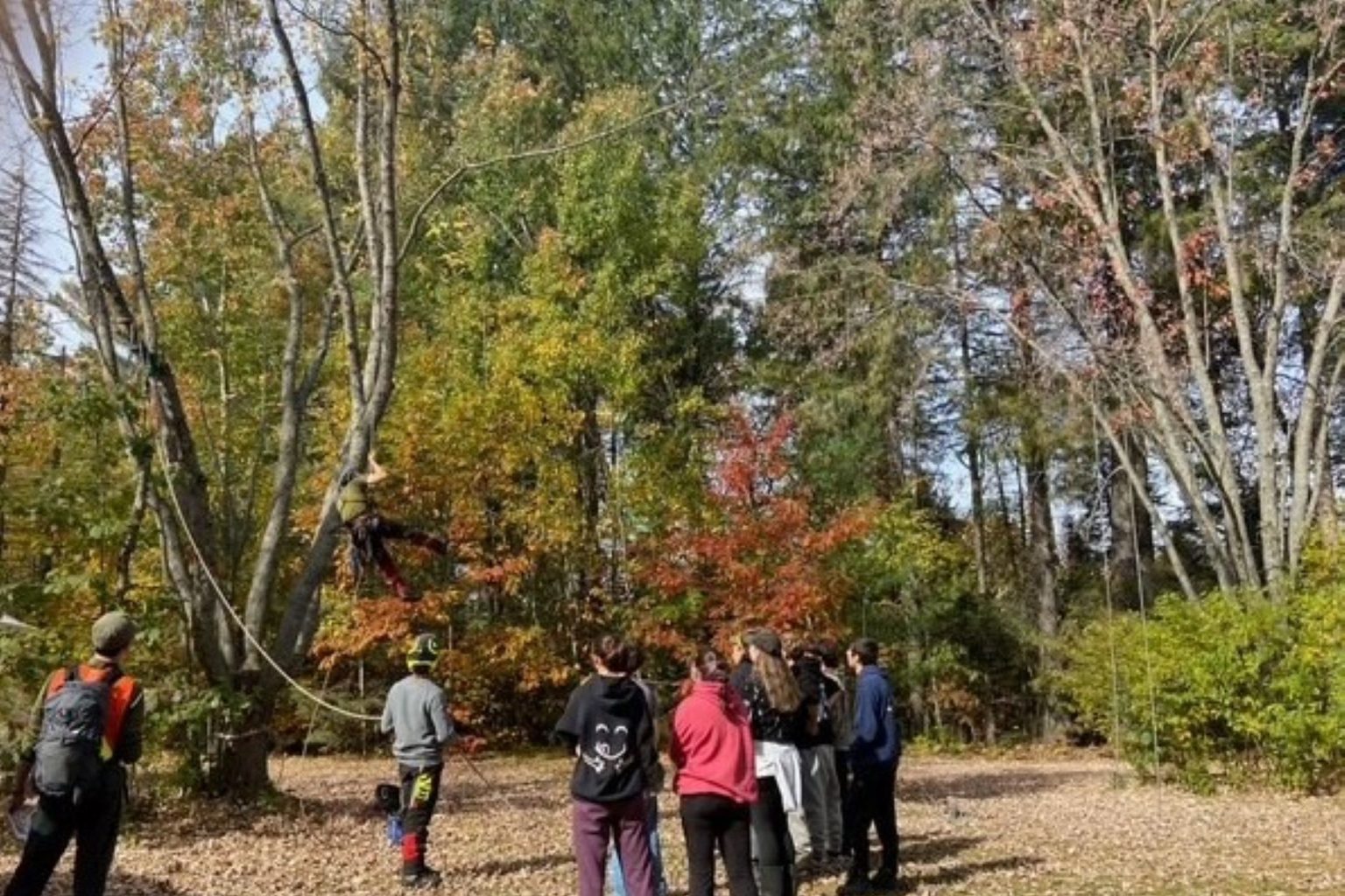 Viens Vivre La For t Des Jeunes Plongent Au C ur Du Monde Forestier Viens Vivre La For t Des Jeunes Plongent Au C ur Du Monde Forestier